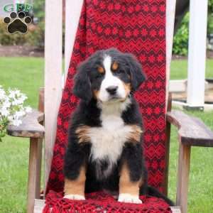 Jessica, Bernese Mountain Dog Puppy