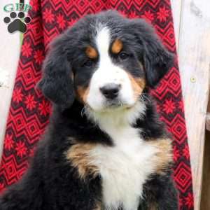 Jessica, Bernese Mountain Dog Puppy