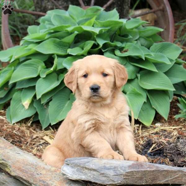 Jessie, Golden Retriever Puppy