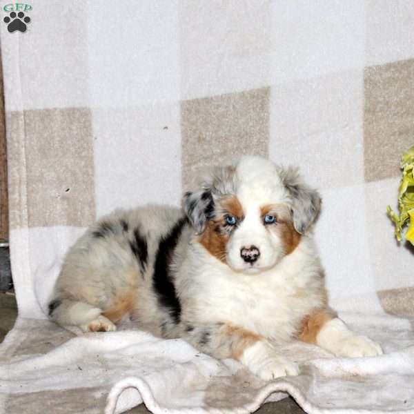 Jessie, Australian Shepherd Puppy