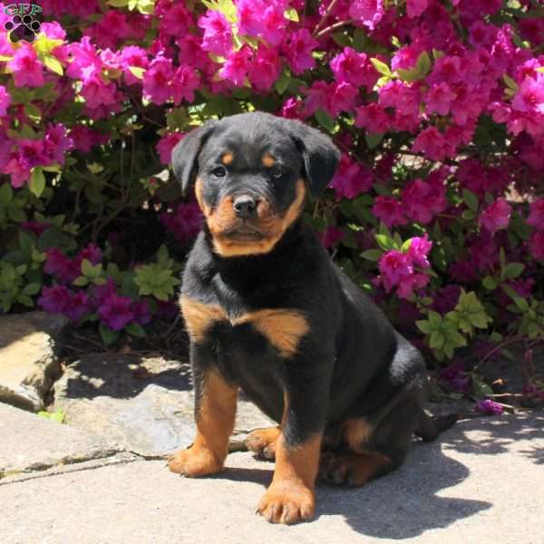 Jessie, Rottweiler Puppy