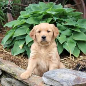 Jessie, Golden Retriever Puppy