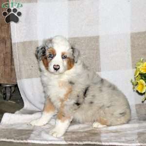 Jessie, Australian Shepherd Puppy