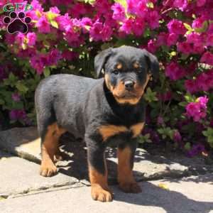 Jessie, Rottweiler Puppy