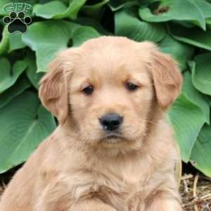 Jessie, Golden Retriever Puppy