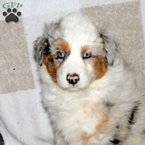 Jessie, Australian Shepherd Puppy