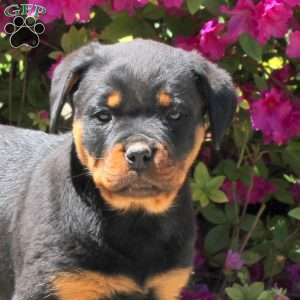 Jessie, Rottweiler Puppy