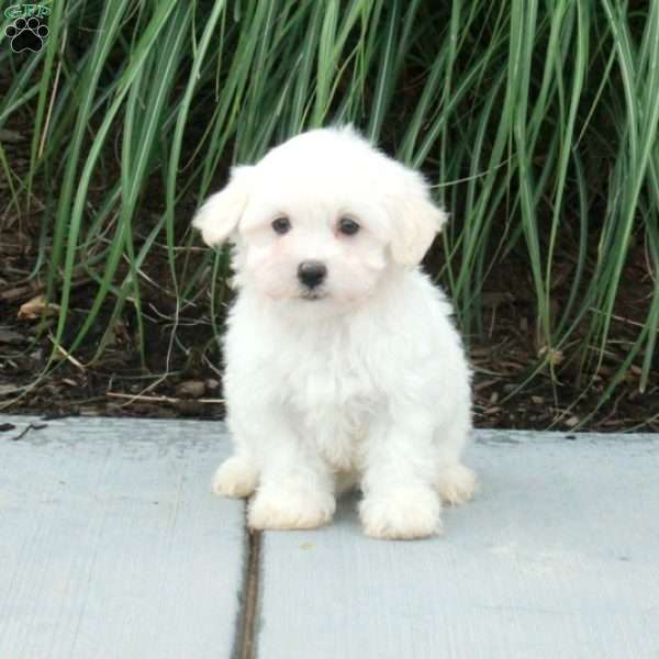 Jiffy, Maltese Puppy