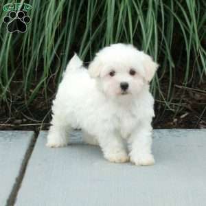 Jiffy, Maltese Puppy