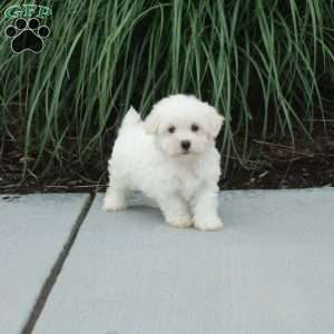 Jiffy, Maltese Puppy