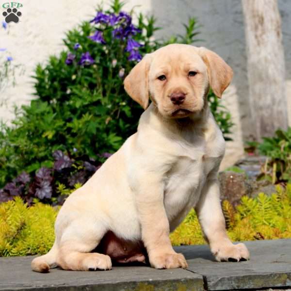 Jiffy, Yellow Labrador Retriever Puppy