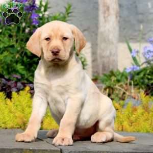 Jiffy, Yellow Labrador Retriever Puppy