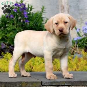 Jiffy, Yellow Labrador Retriever Puppy