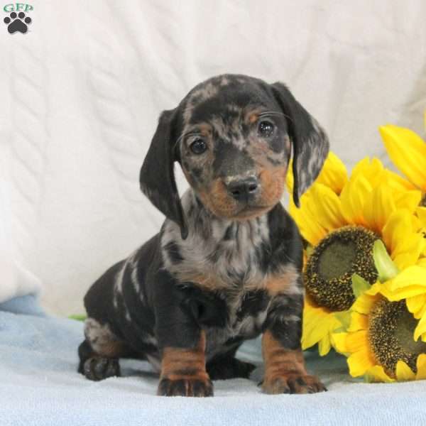 Jingo, Dachshund Puppy