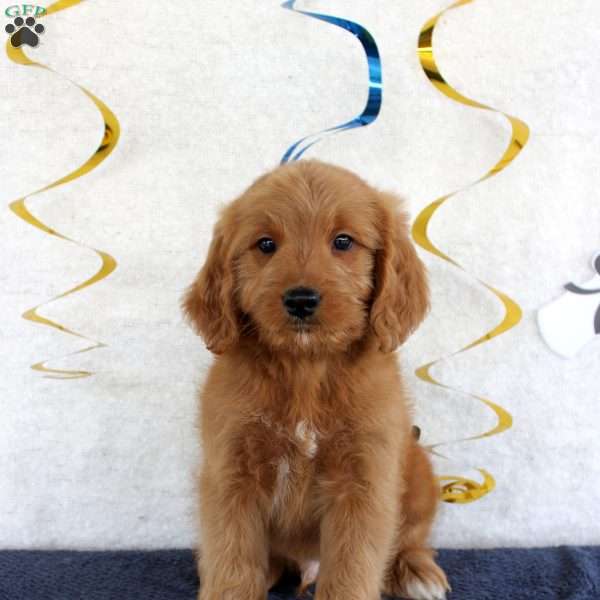 Jingo, Mini Goldendoodle Puppy