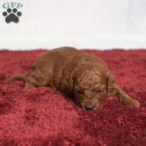Jo, Cavapoo Puppy