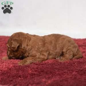 Jo, Cavapoo Puppy