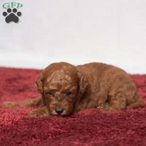 Jo, Cavapoo Puppy