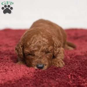 Jo, Cavapoo Puppy