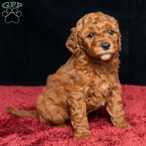 Jo, Cavapoo Puppy
