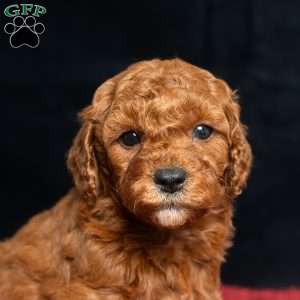 Jo, Cavapoo Puppy