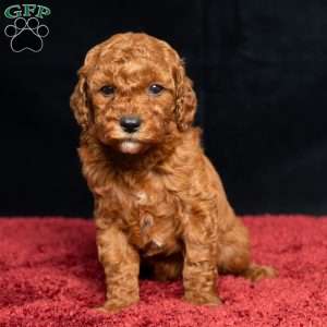 Jo, Cavapoo Puppy