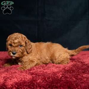 Jo, Cavapoo Puppy