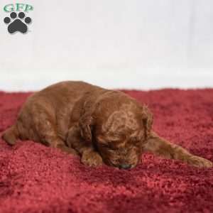 Jo, Cavapoo Puppy
