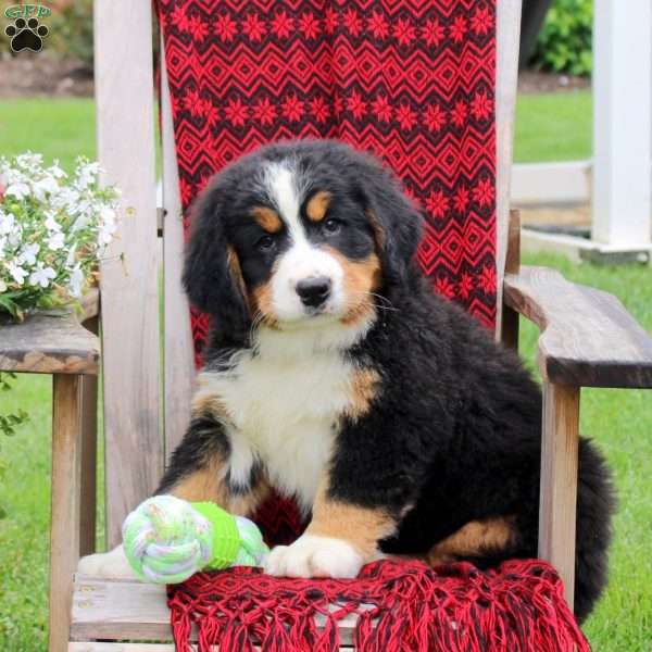Joanne, Bernese Mountain Dog Puppy