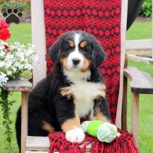 Joanne, Bernese Mountain Dog Puppy