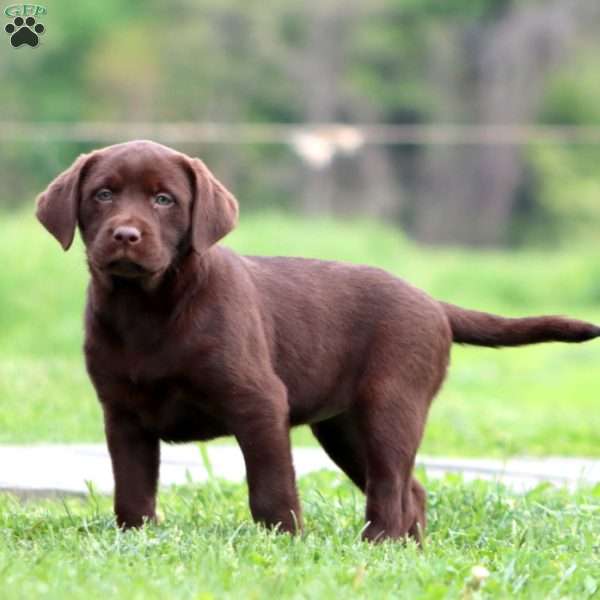 Jodi, Black Labrador Retriever Puppy