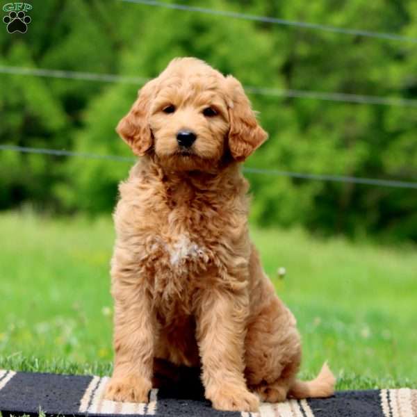 Jodi, Goldendoodle Puppy