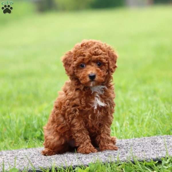 Jodi, Miniature Poodle Puppy
