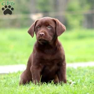 Jodi, Black Labrador Retriever Puppy