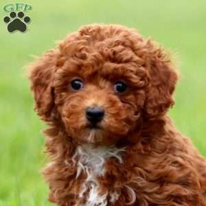 Jodi, Miniature Poodle Puppy