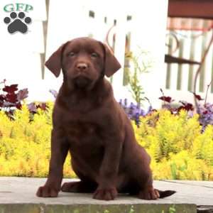 Jodi, Black Labrador Retriever Puppy