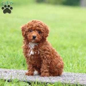 Jodi, Miniature Poodle Puppy