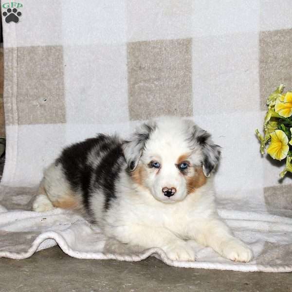 Joelle, Australian Shepherd Puppy