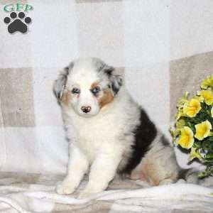 Joelle, Australian Shepherd Puppy