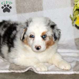 Joelle, Australian Shepherd Puppy