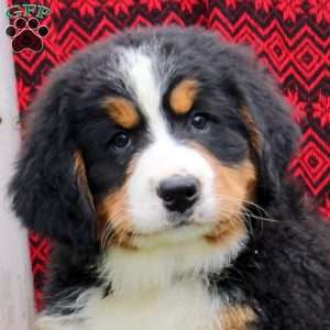 Joanne, Bernese Mountain Dog Puppy