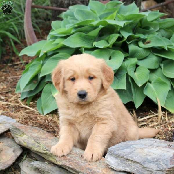 Joey, Golden Retriever Puppy