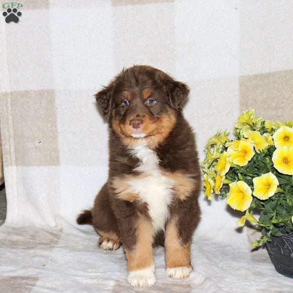 Joey, Australian Shepherd Puppy