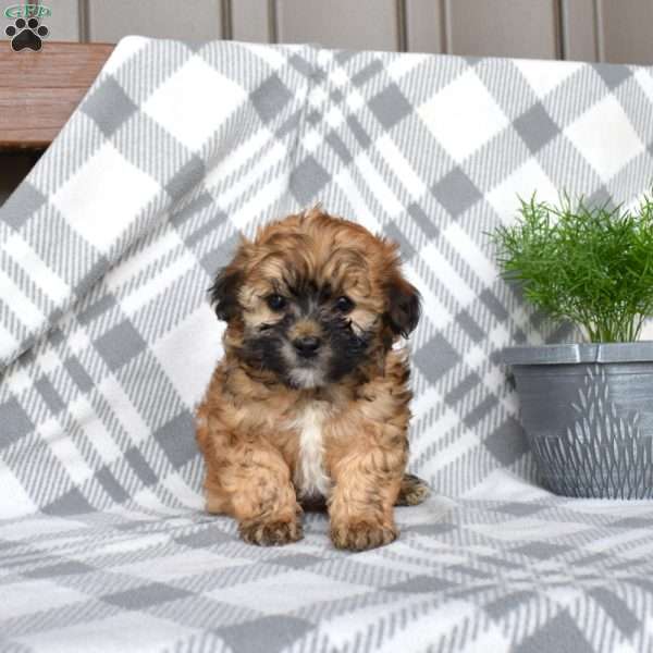 Joey, Havapoo Puppy