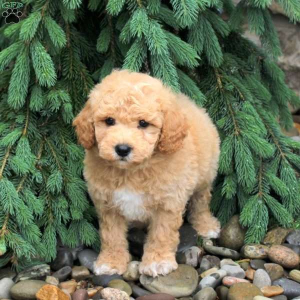 Joey, Bich-Poo Puppy