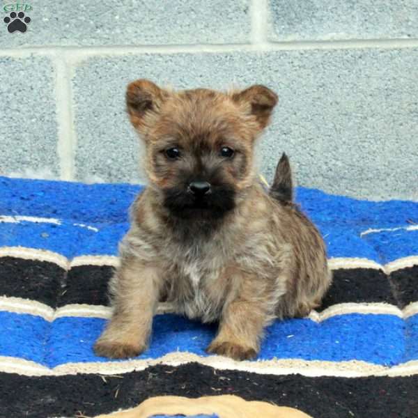 Joey, Cairn Terrier Puppy