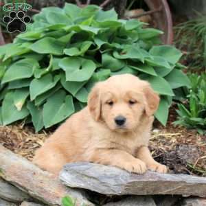 Joey, Golden Retriever Puppy