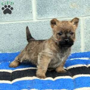 Joey, Cairn Terrier Puppy