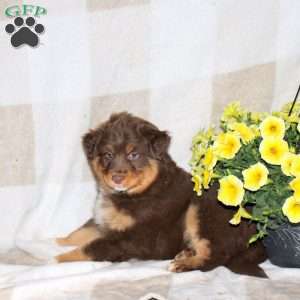 Joey, Australian Shepherd Puppy