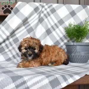 Joey, Havapoo Puppy